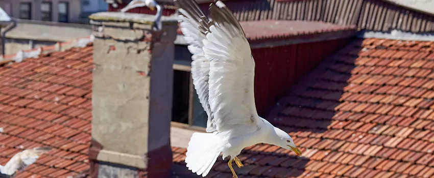 Residential Chimney Animal Removal Solution in Fremont, NE